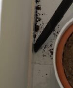 مكنسة سيلفر ستار للجاف والرطب 30 لتر - الصورة 7